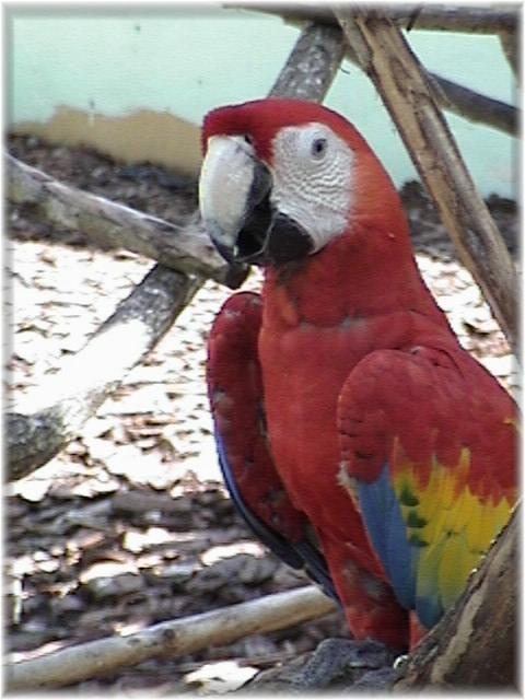 MACAW 0130